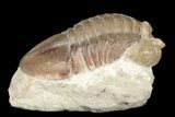 Bargain, Asaphus Plautini Trilobite - Russia #188865-2